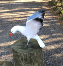 Landing seagull replica on piling
