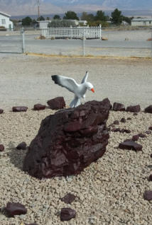 Customer photo of landing seagull on boulder