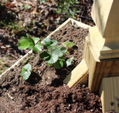 Strawberry plant growing