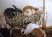 Baby bunnies inside rabbit hutch