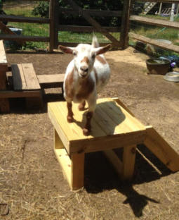 Plans for a goat stand
