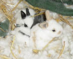 Baby bunnies inside rabbit hutch