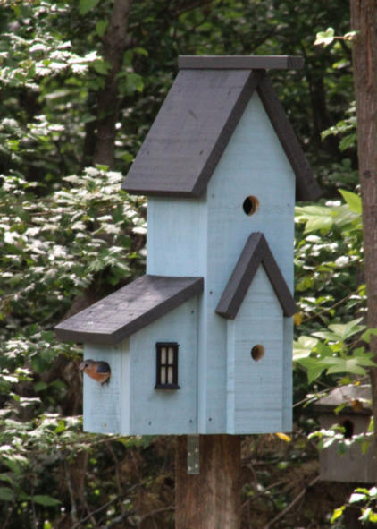 Bluebird making a nest in the condo birdhouse