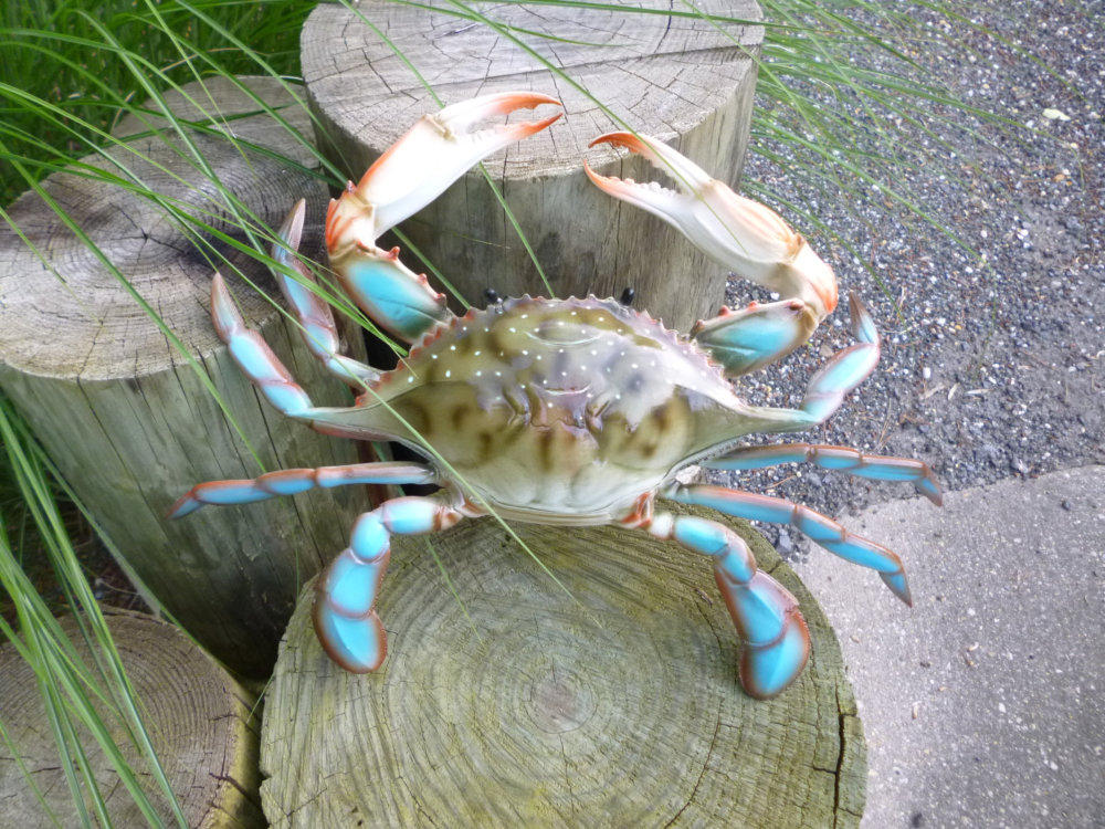 9 inch Seafood Restaurant Crabshack Decor Lifelike Blue Crab Replica Decor 