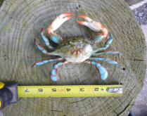 Plastic Fake Blue Crab