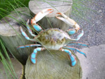 17 inch Plastic Fake Blue Crab