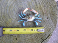 Ornamental Replica Blue Crab