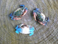 Ornamental Replica Blue Crab 2 inches