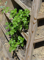 celery growing in pyramid planter