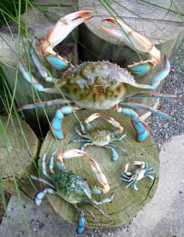 GREAT GIFT PVC REPLICAS DISPLAY ITEM CHESAPEAKE BAY BLUE CRABS TOY 