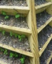 Growing peas in a pyramid planter